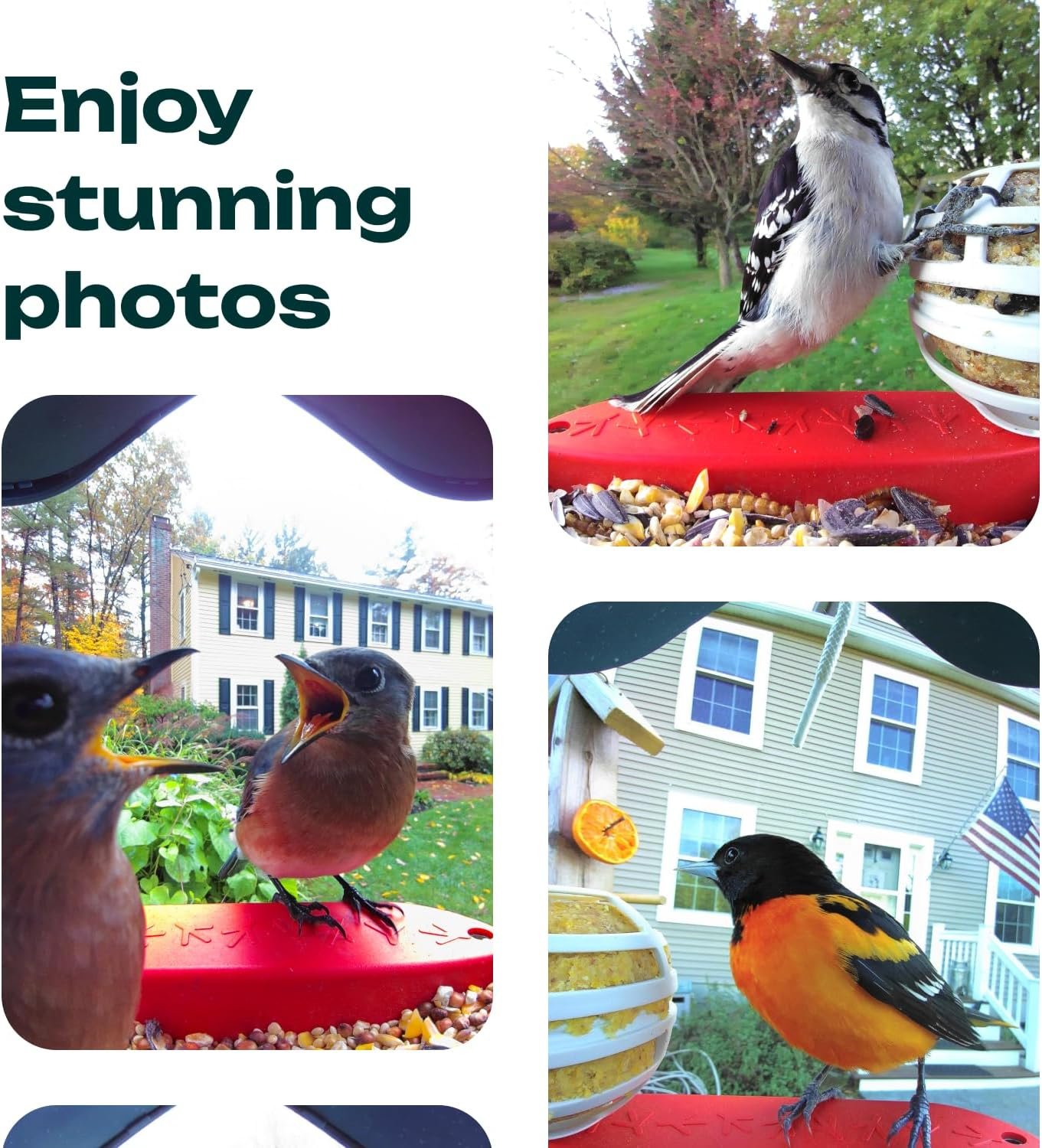 BIRD BUDDY® Original Smart Bird Feeder with Camera Solar Powered. High Resolution AI Bird Feeder Camera for Beautiful Close-up Shots and a Unique Bird Watching Experience